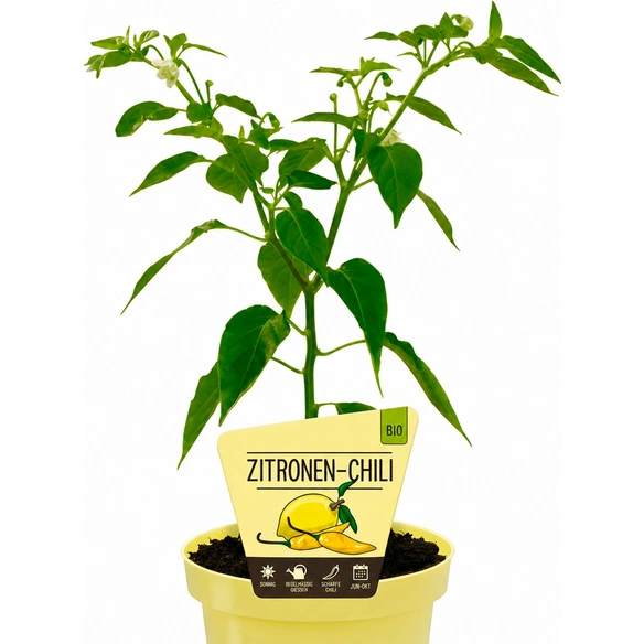 Chili »Lemon Drop«, Ø12cm-Topf, bio