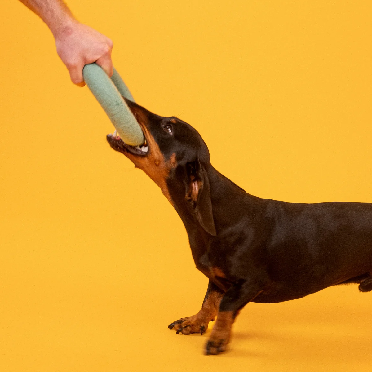 myfelt - Fine Hundespielzeug