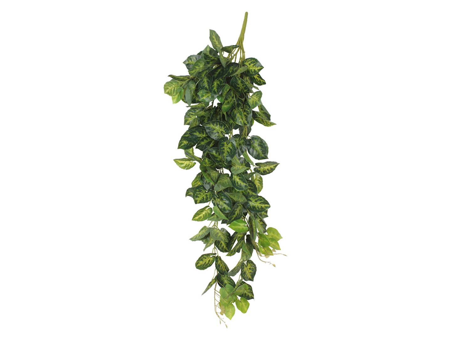Gałązka Variegata 100 cm
