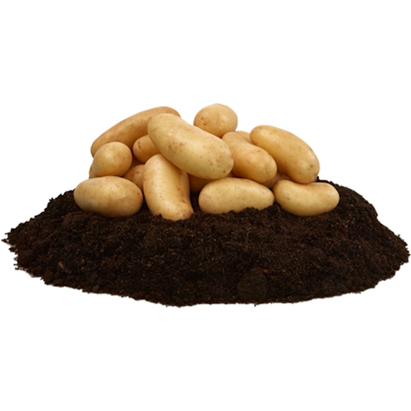 Amandine, sättpotatis 3 kg