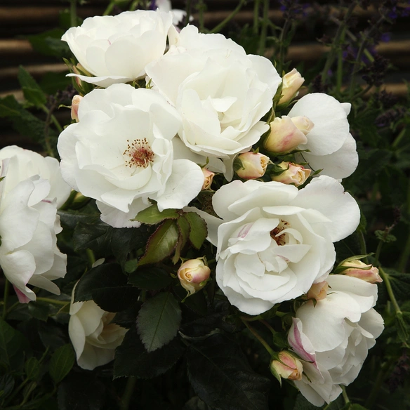 Strauchrose, Rosa »Weisse Wolke®«, Blüte: weiß, gefüllt