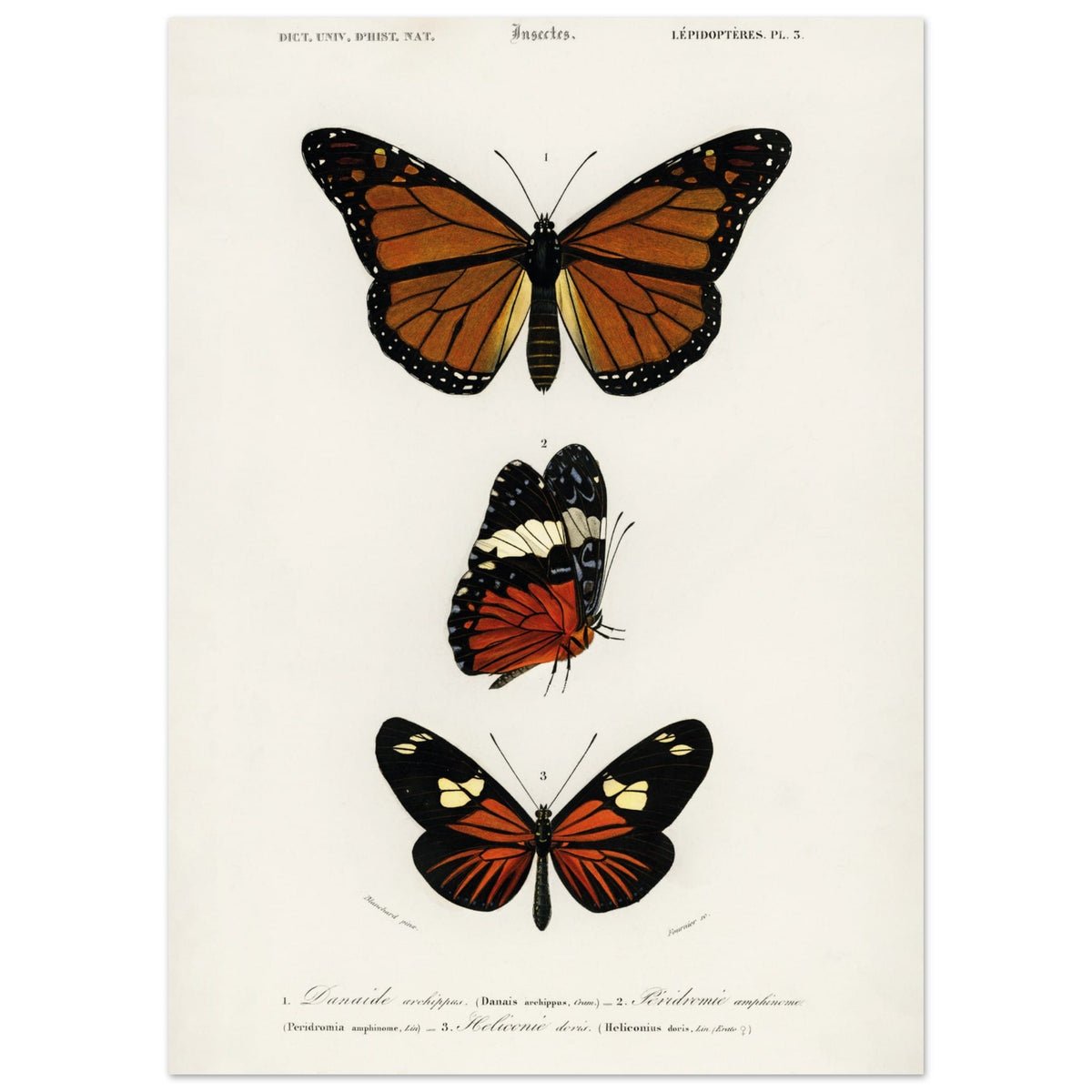 Artfulprints Poster Charles Dessalines d'Orbigny - Butterfly  - 50x70 cm - Bruin