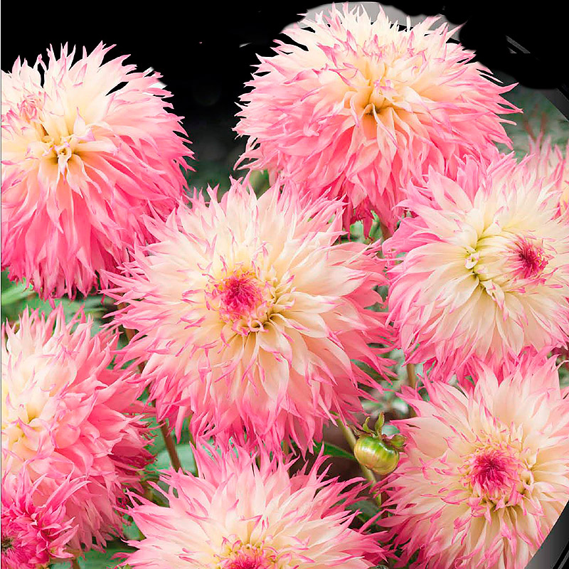 Dahlia 'Pineland's Princess'