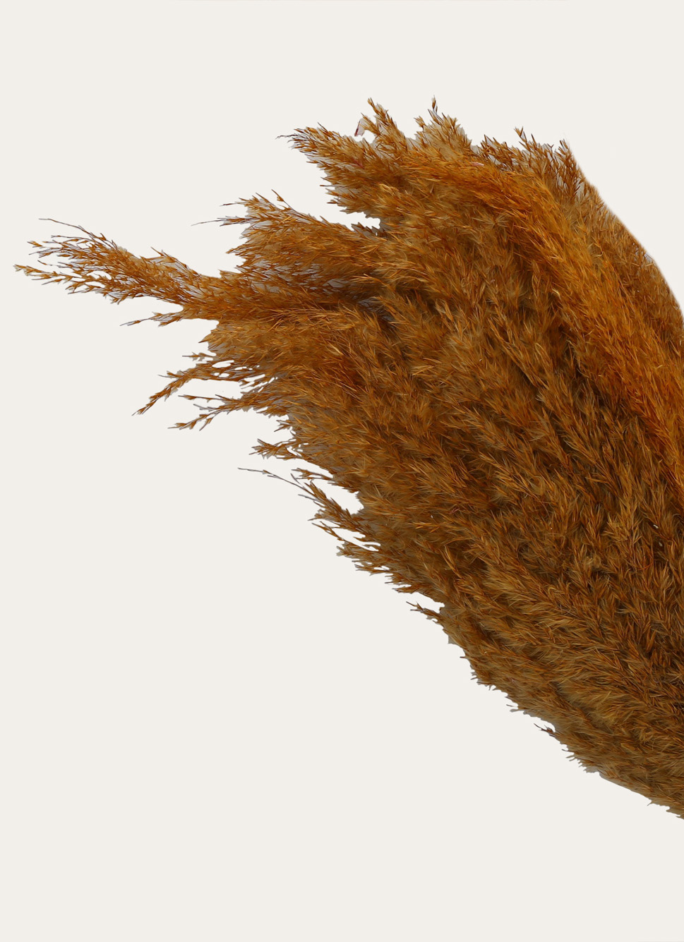 TIGES NATURELLES SÉCHÉES OCRE