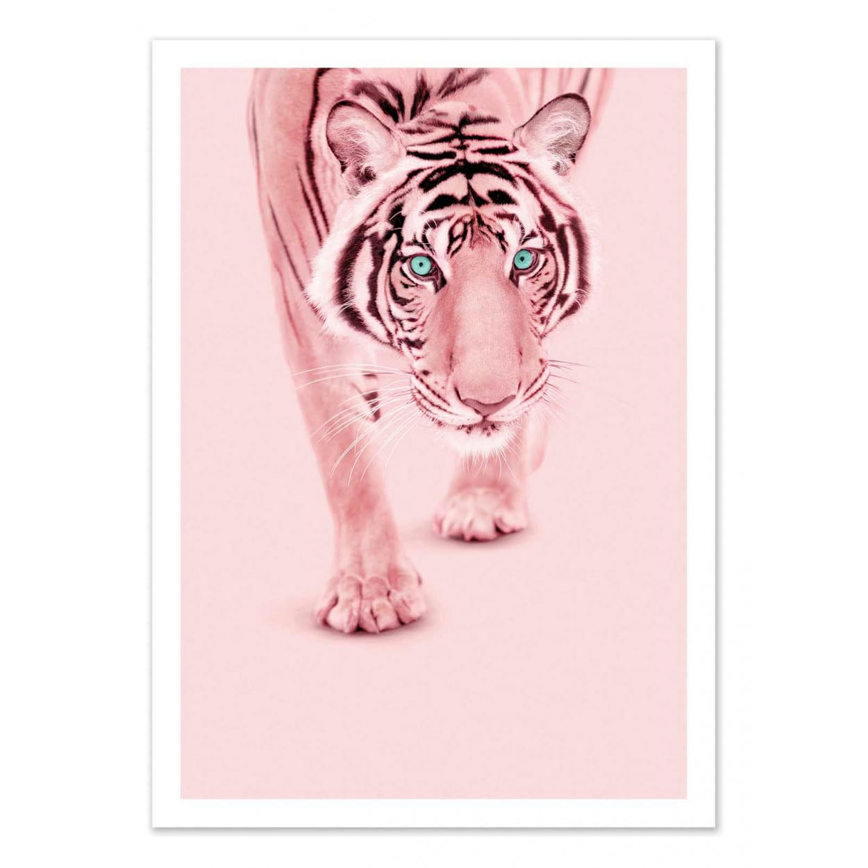 PAUL FUENTES - PINK TIGER - Affiche d'art 50 x 70 cm