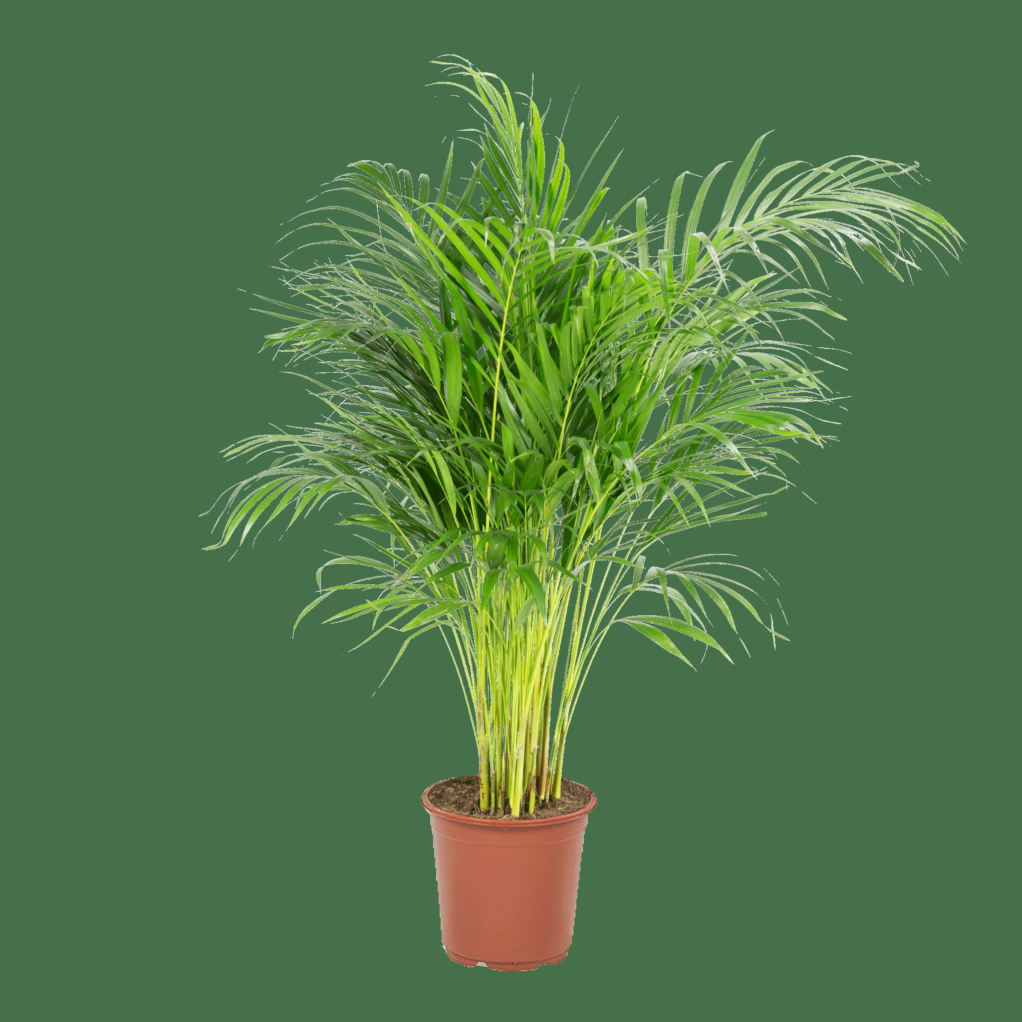 - Plante d'intérieur - Palmier areca de 90 cm