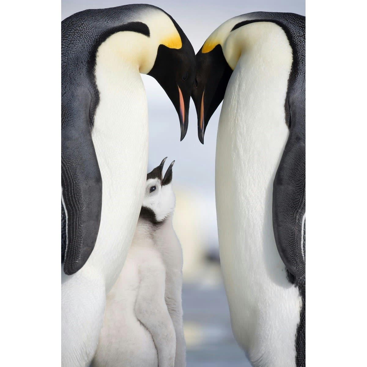 ANIMAUX - Tableau sur verre instant magique 30x45 cm