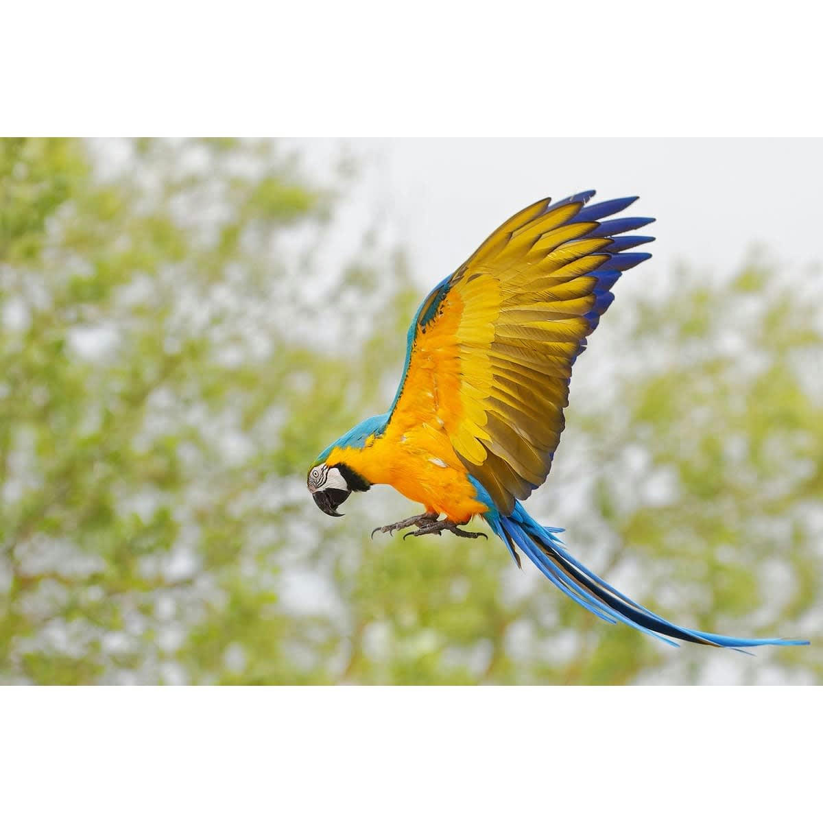 NATURE ÉVASION - Tableau sur verre synthétique Ara en vol 80x120 cm