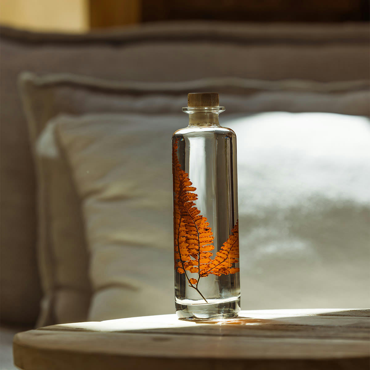 HERBARIUM DE THEOPHILE - Plante immergée Fougère Felci rouge