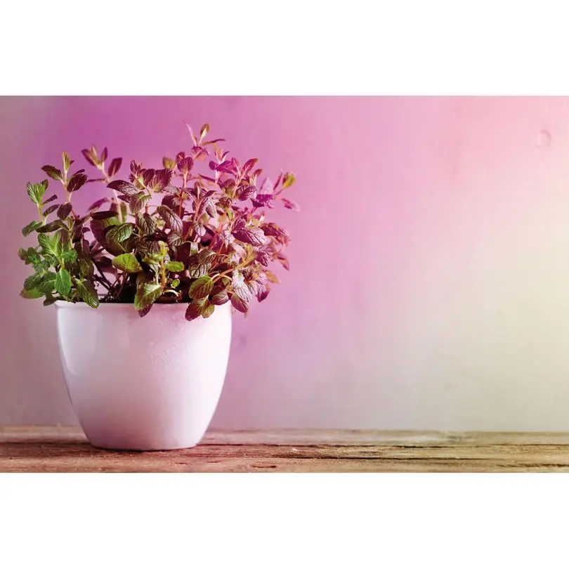 Leuchtmittel Grow Green