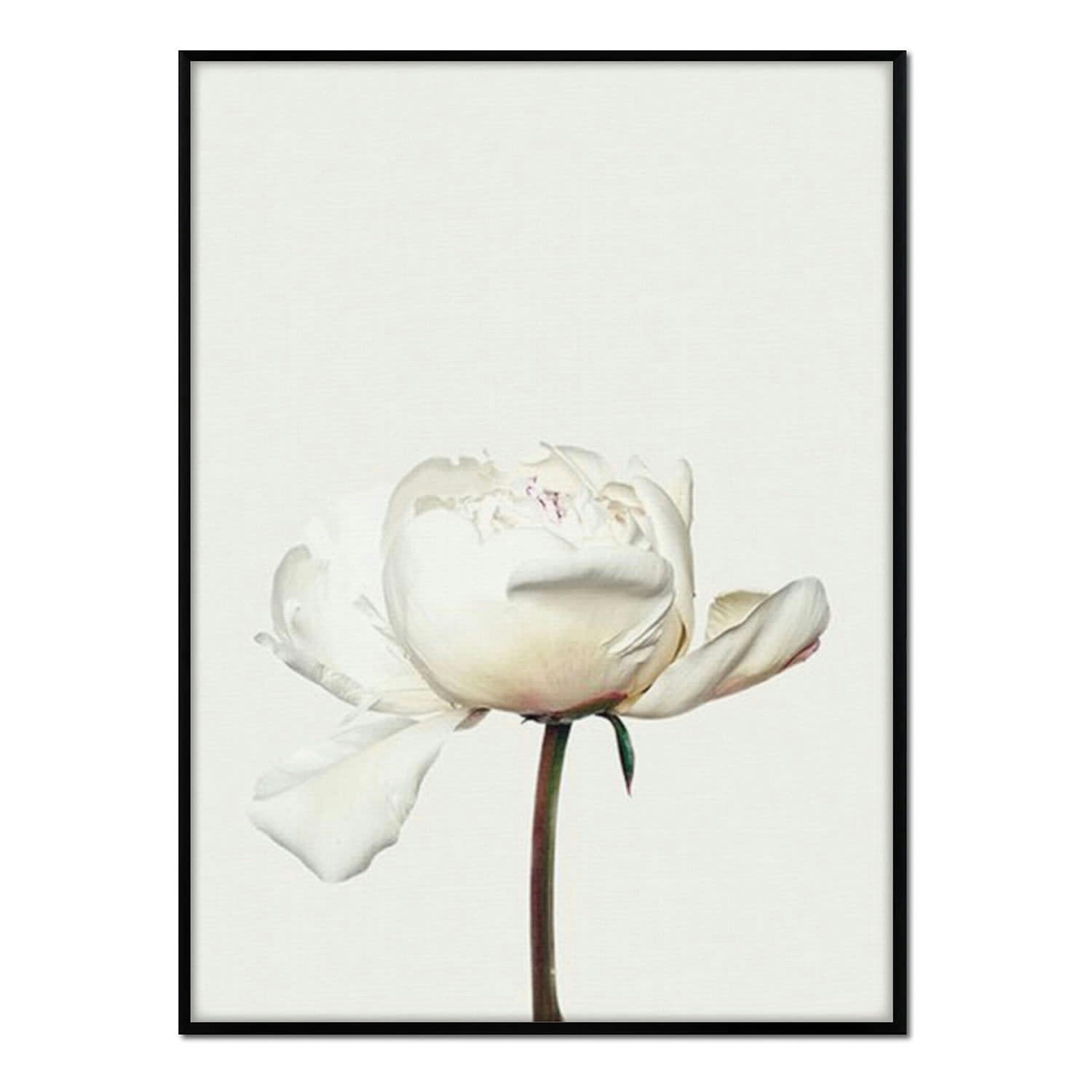 FLORES - Affiche avec cadre noir - Pivoine blanche - 50x70