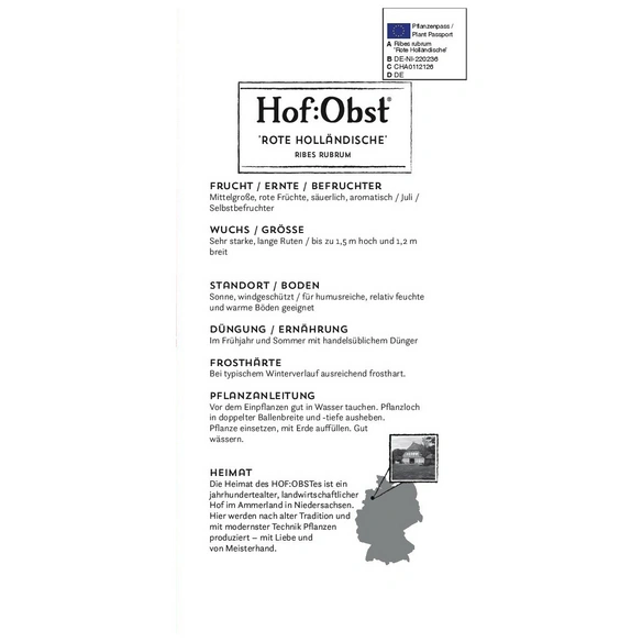 Rote Johannisbeere, Ribes rubrum »Rote Holländische«, Frucht: rot, zum Verzehr geeignet