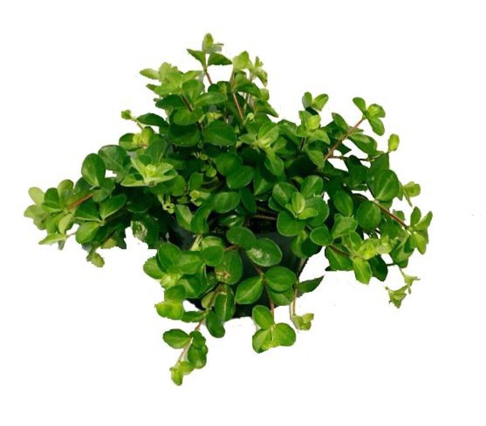 MYNTROTTERUMPE 11CM
