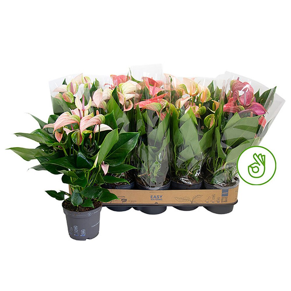 FLAMINGOBLOMSTER MIX 5  BLOMSTER 12 CM