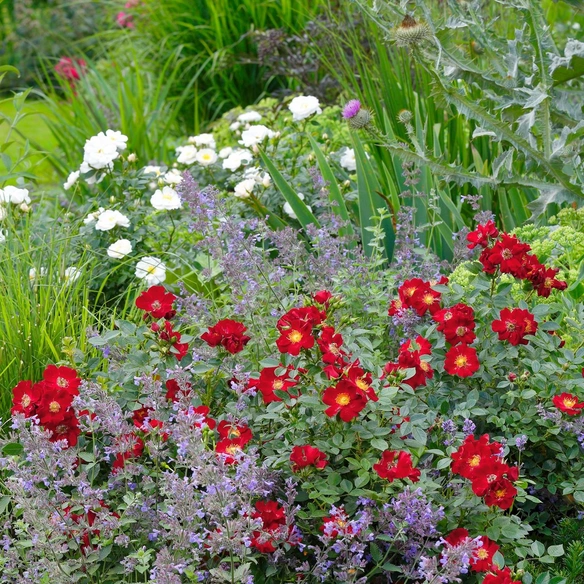 Kleinstrauchrose Rosa hybride »Bienenweide«
