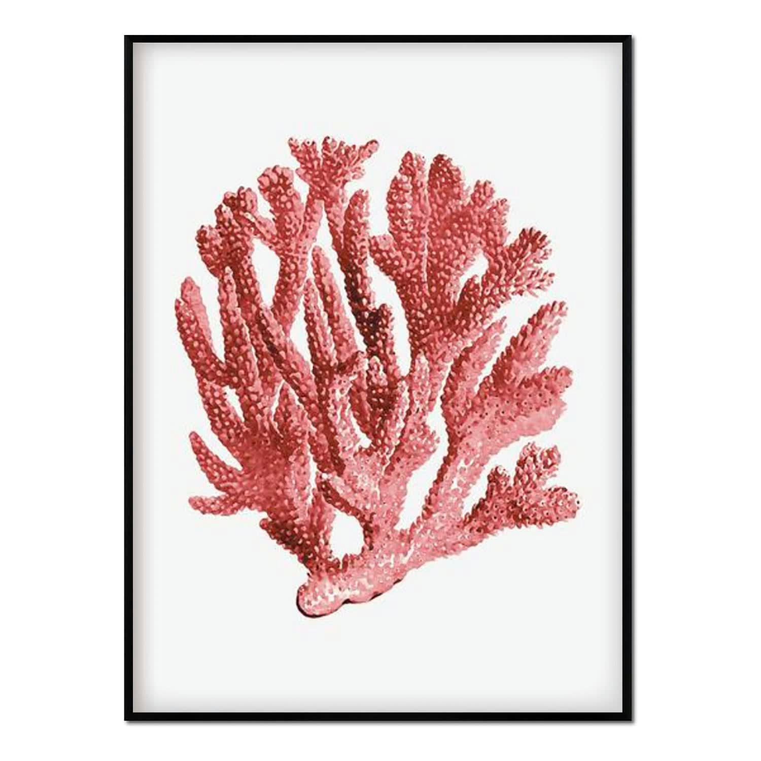 CORAL - Affiche avec cadre noir - Corail - 30x40