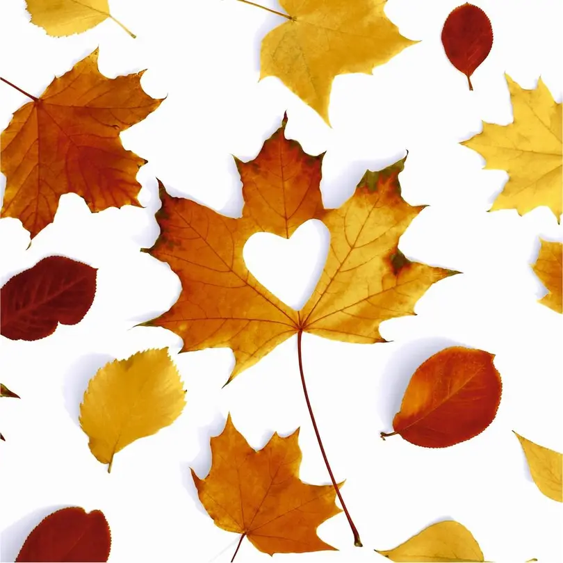 Serviette 20er-Set Autumn Love