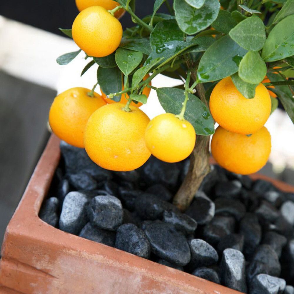 MIDDELHAVSJORD HASSELFORS GARDEN 15L
