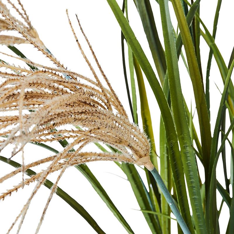 Reed Grass Green & Taupe Plant