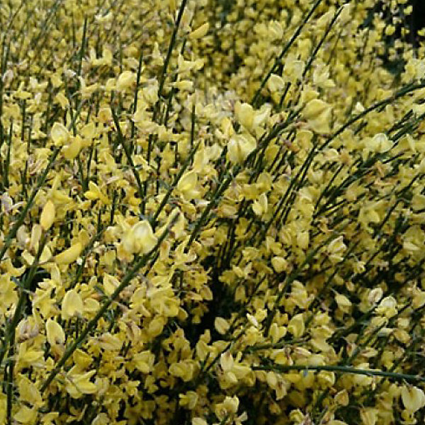 2 x Genêt précoce - Cytisus praecox- 40-60 cm pot