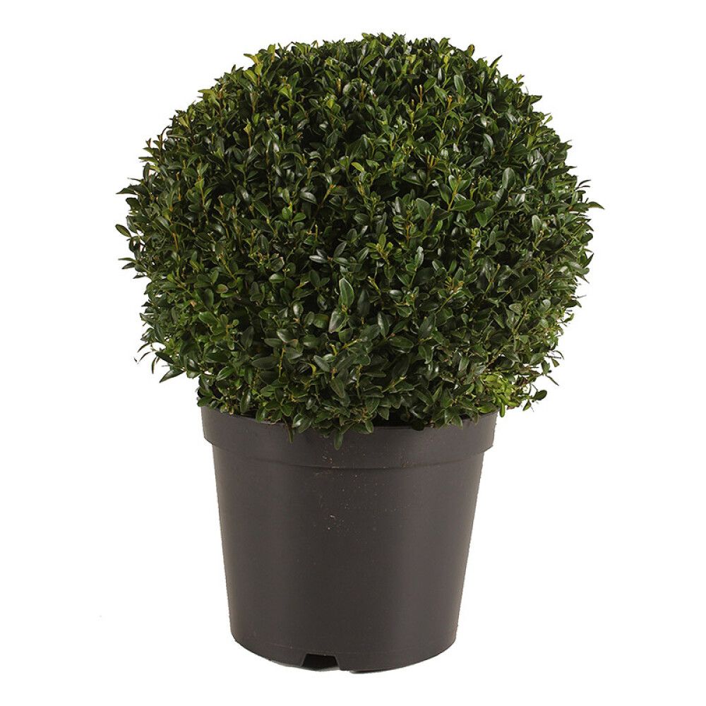 BUKSBOM BALL 23CM