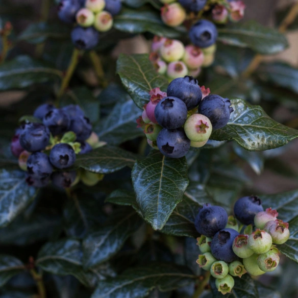 Heidelbeere Vaccinium corymbosum »Perpetua'«