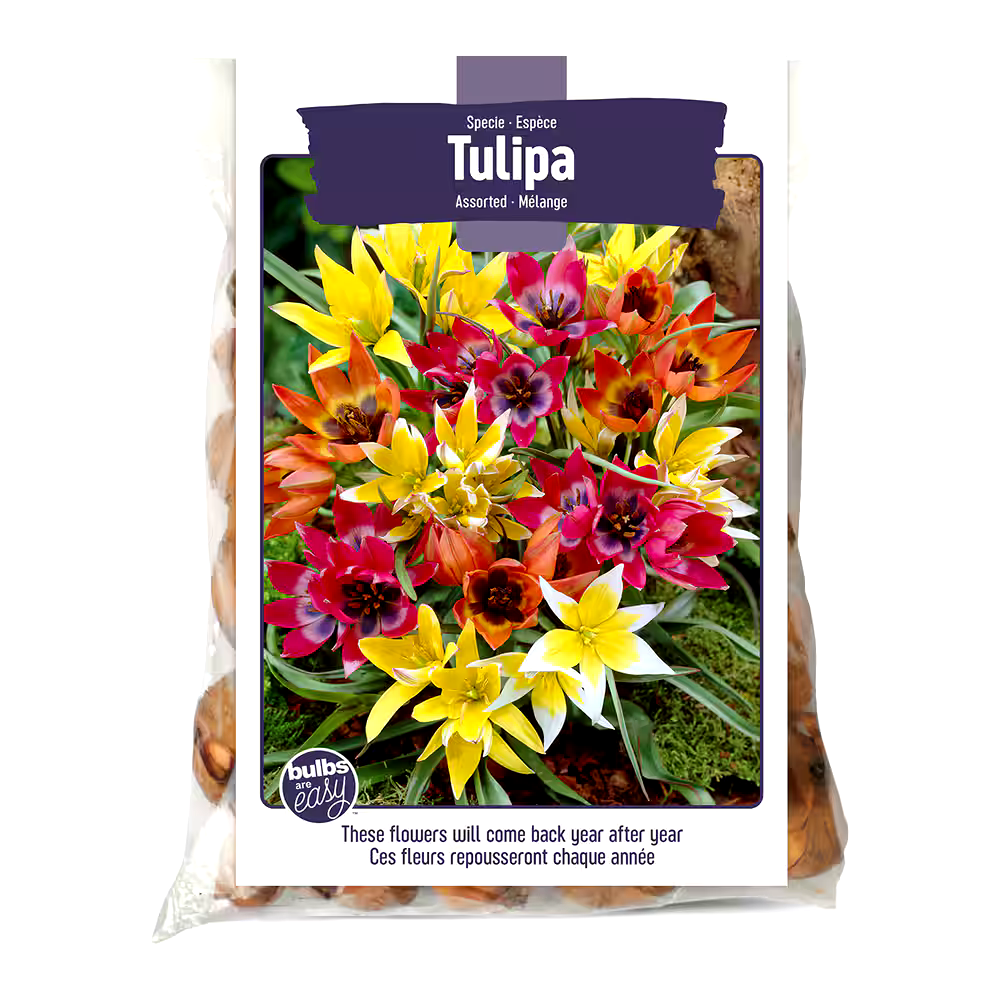 Bulbs Are Easy, Miscellaneous Tulip Bulbs, Assorted Varieties, Home Garden
