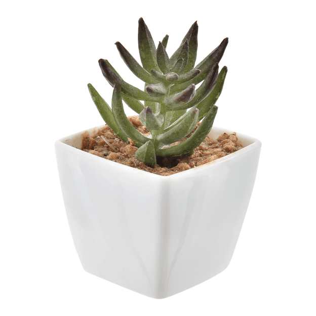 SUCULENTA MINI ARRANJO MULTMIX 6VRD