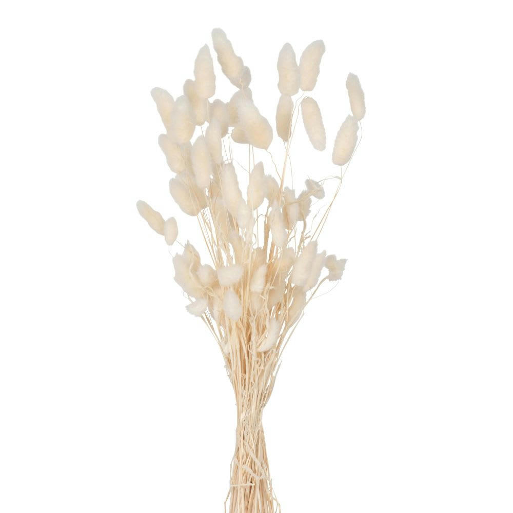 - Bouquet de fleurs séchées