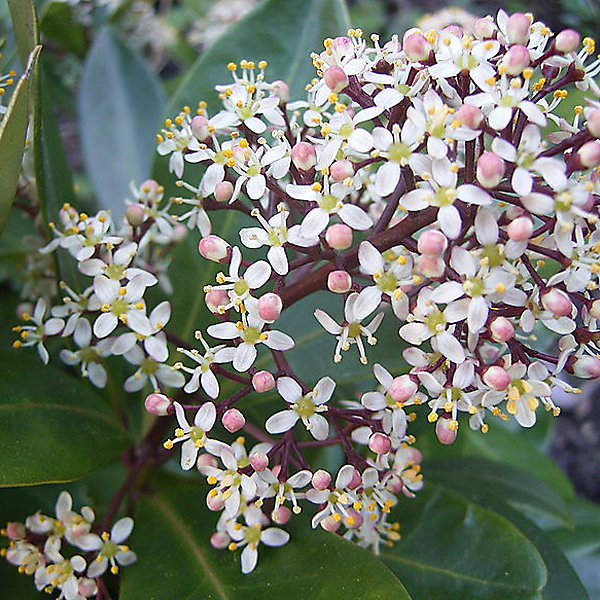 2 x Skimmia du Japon 'Rubella' - Skimmia japonica 'Rubella'- 25-30 cm pot