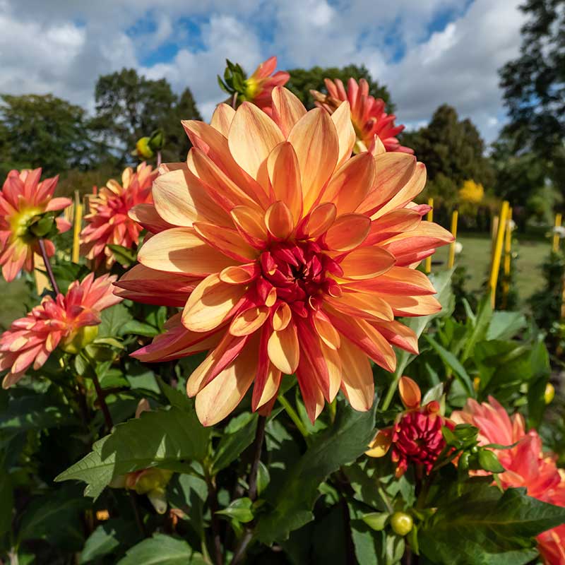 Dekorativdahlia 'Crazy Legs'