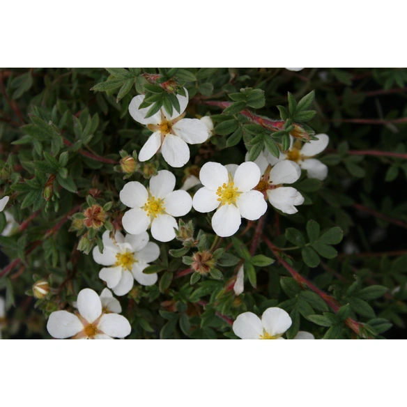Fünffingerstrauch, Potentilla fruticosa »Abbotswood«, Blätter: grün, Blüten: weiß