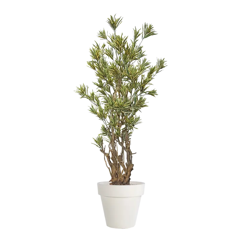 Kunstpflanze Draceana