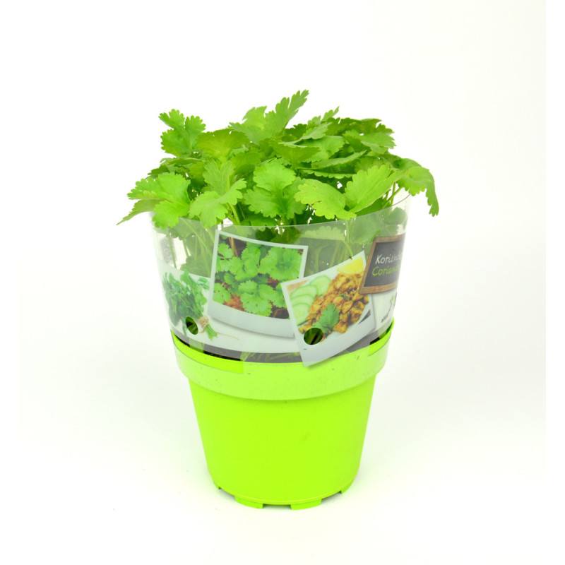 Coriandre en pot