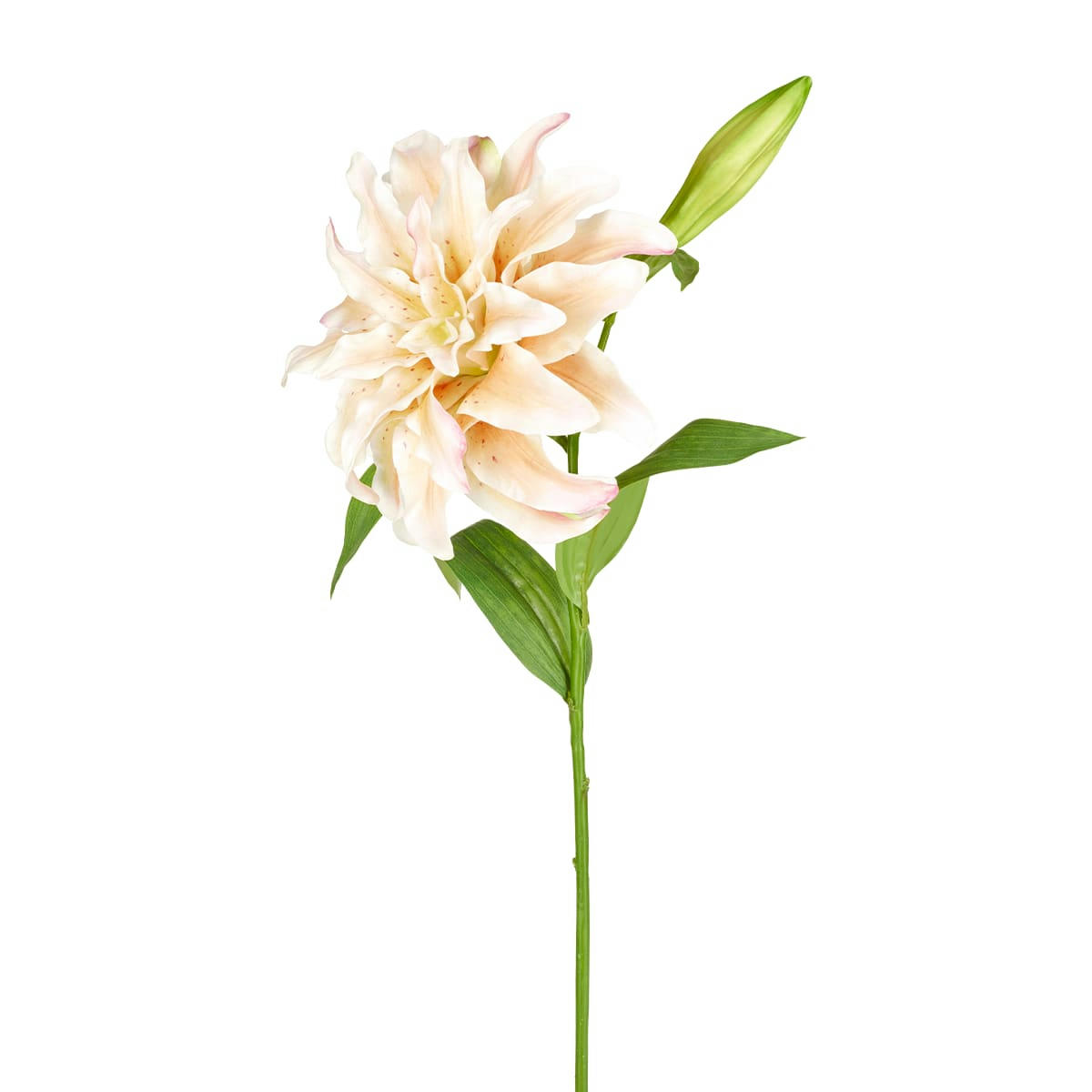 - Lys Oriental Double H70cm