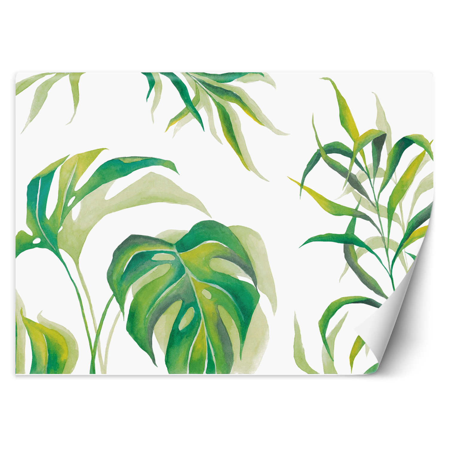 Feeby Fototapeta, Liście Monstera 150x105