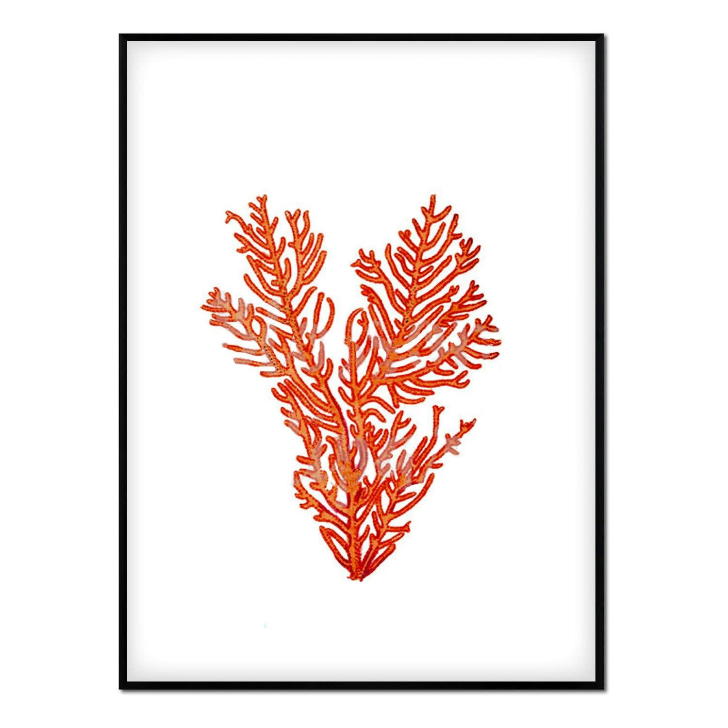 CORAL - Affiche avec cadre noir - Corail - 30x40