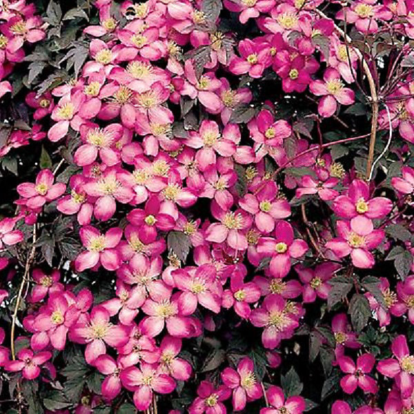 2 x Clématite 'Freda' - Clematis montana 'Freda'- 50-60 cm pot