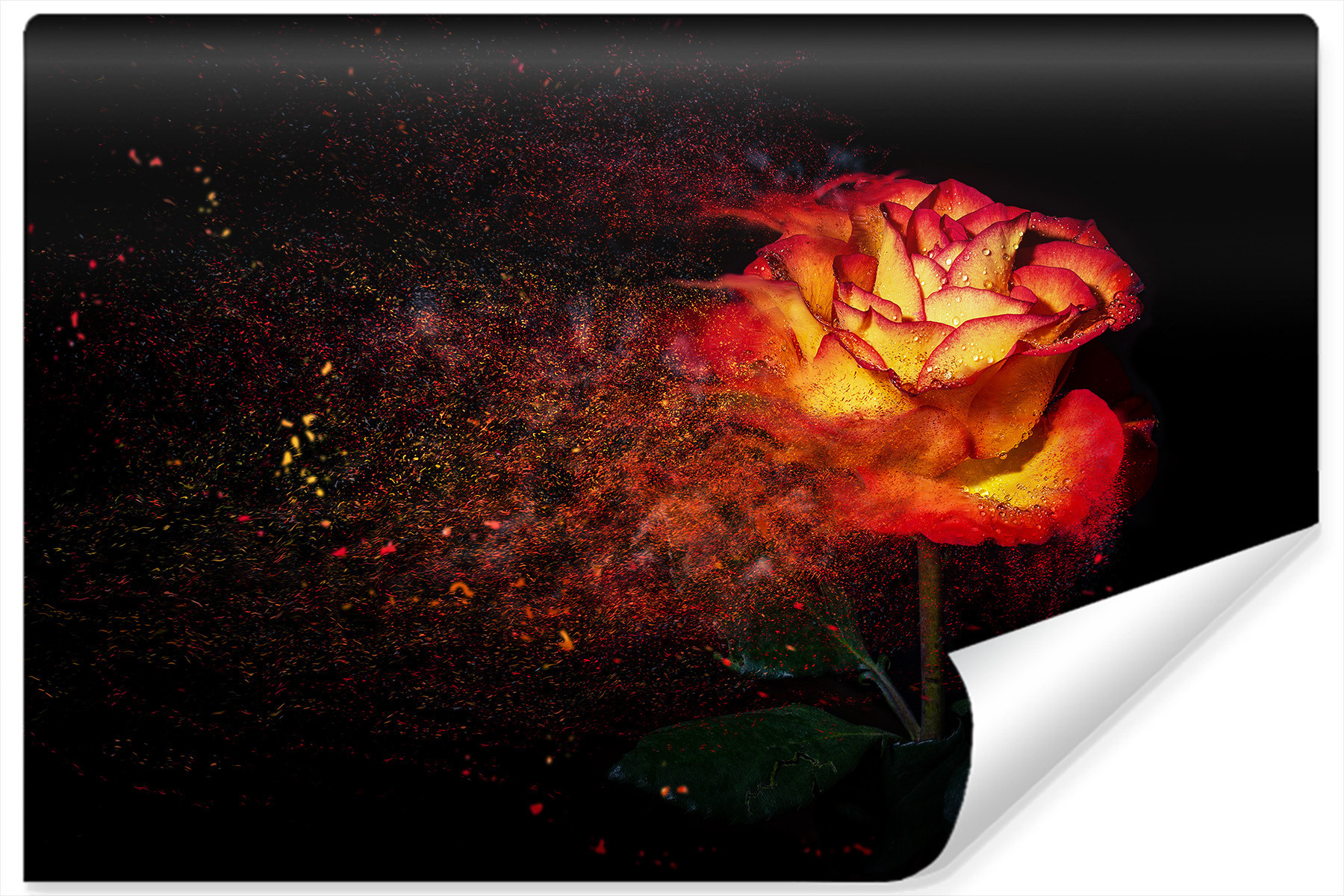 Fototapeta Abstrakcyjna RÓŻA Efekt 3D 90x60cm