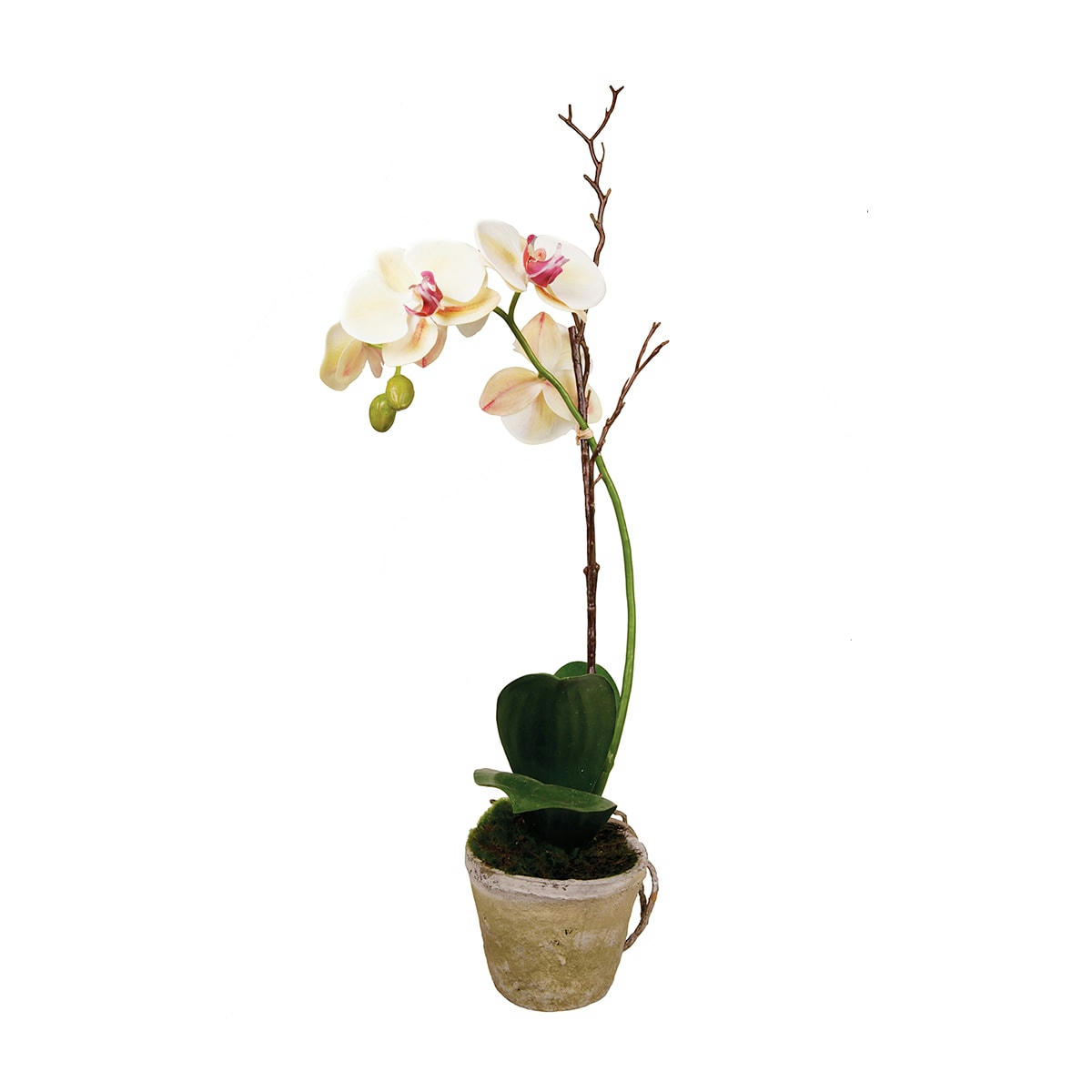 SINA - Orchidée en pot Sina