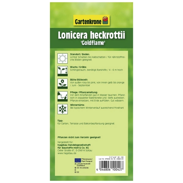 Geißblatt, Lonicera heckrottii »Goldflame«, Höhe: 60 - 100 cm, Blütenfarbe: zweifarbig