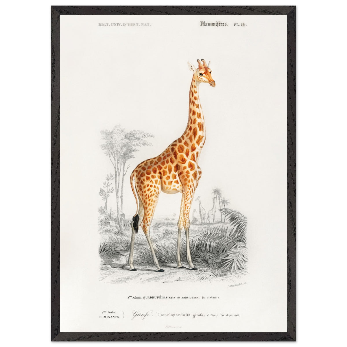 Artfulprints Poster met Lijst Charles Dessalines d'Orbigny - Giraffe (giraffa camelopardalis)  - 50x70 cm - Oranje