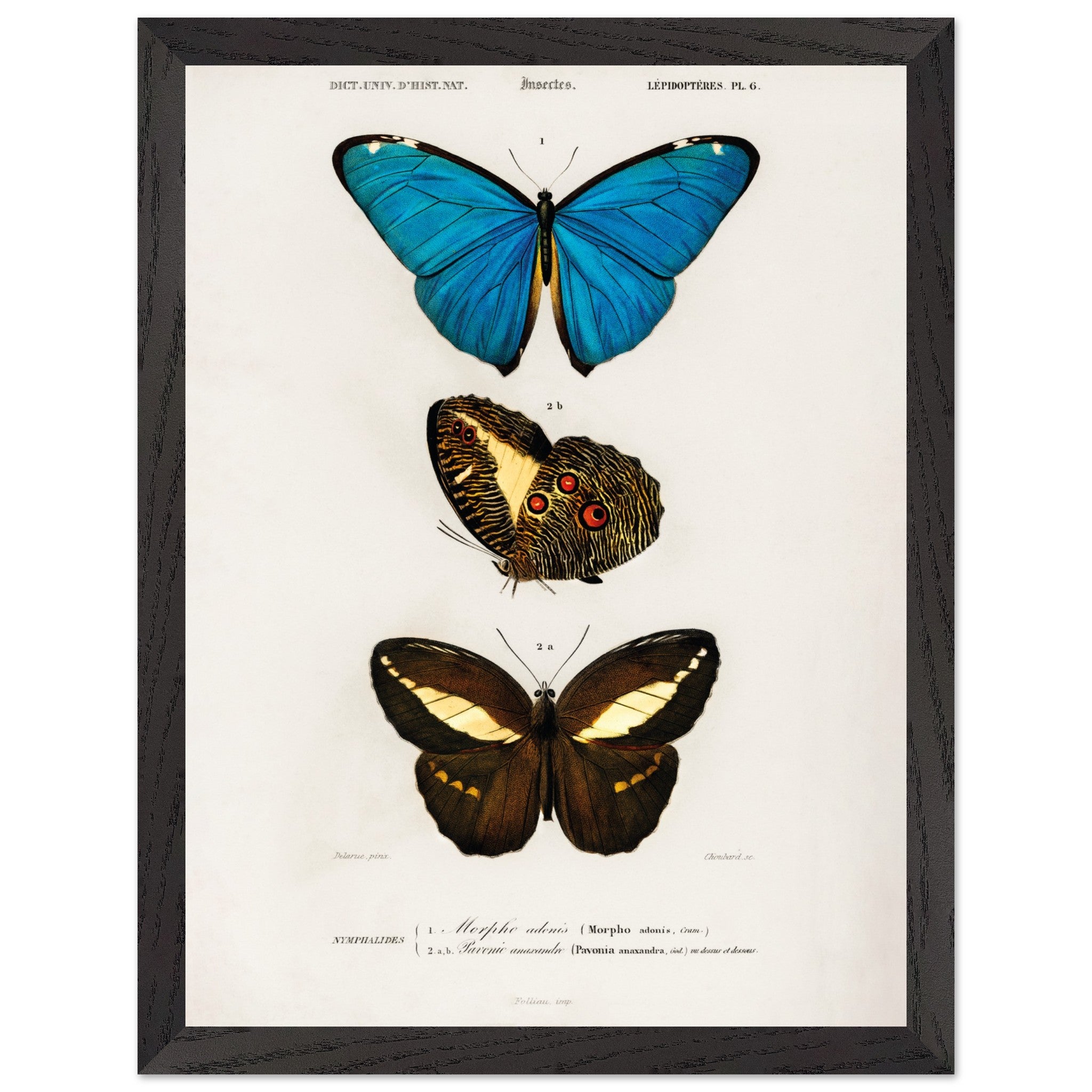 Artfulprints Poster met Lijst Charles Dessalines d'Orbigny - Different types of butterfly  - 30x40 cm - Meerkleurig