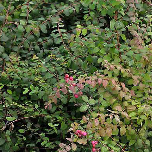 2 x Symphorine de Chenault 'Hancock' - Symphoricarpos chenaultii 'Hancock'- 50-60 cm pot