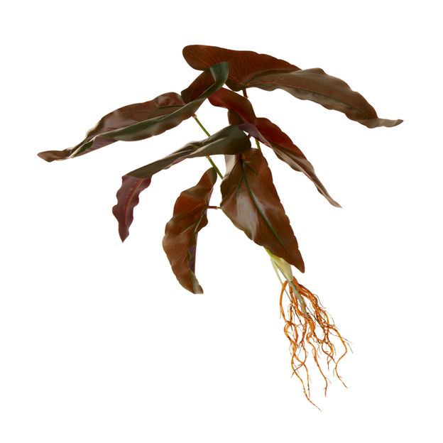 FOLHAGEM ROUX CALADIUM