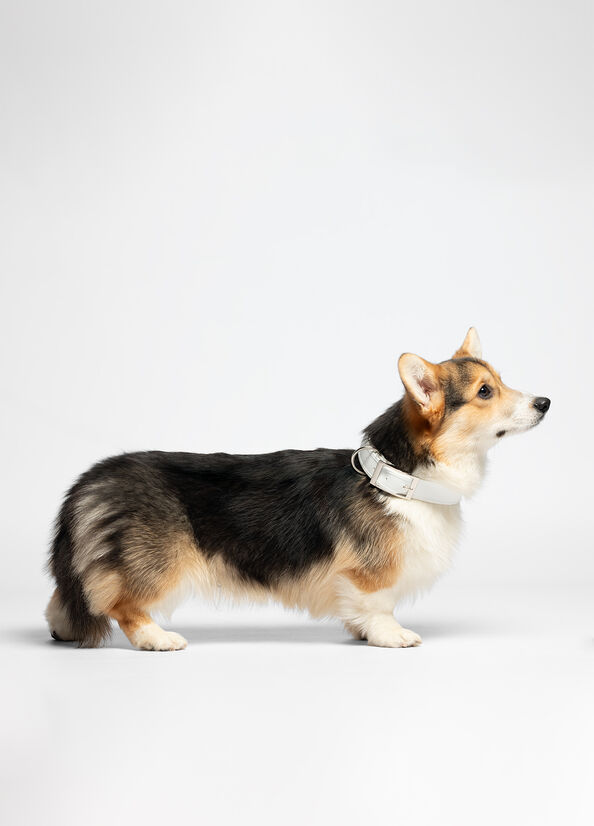 Collare con cuori Liu Jo Pets