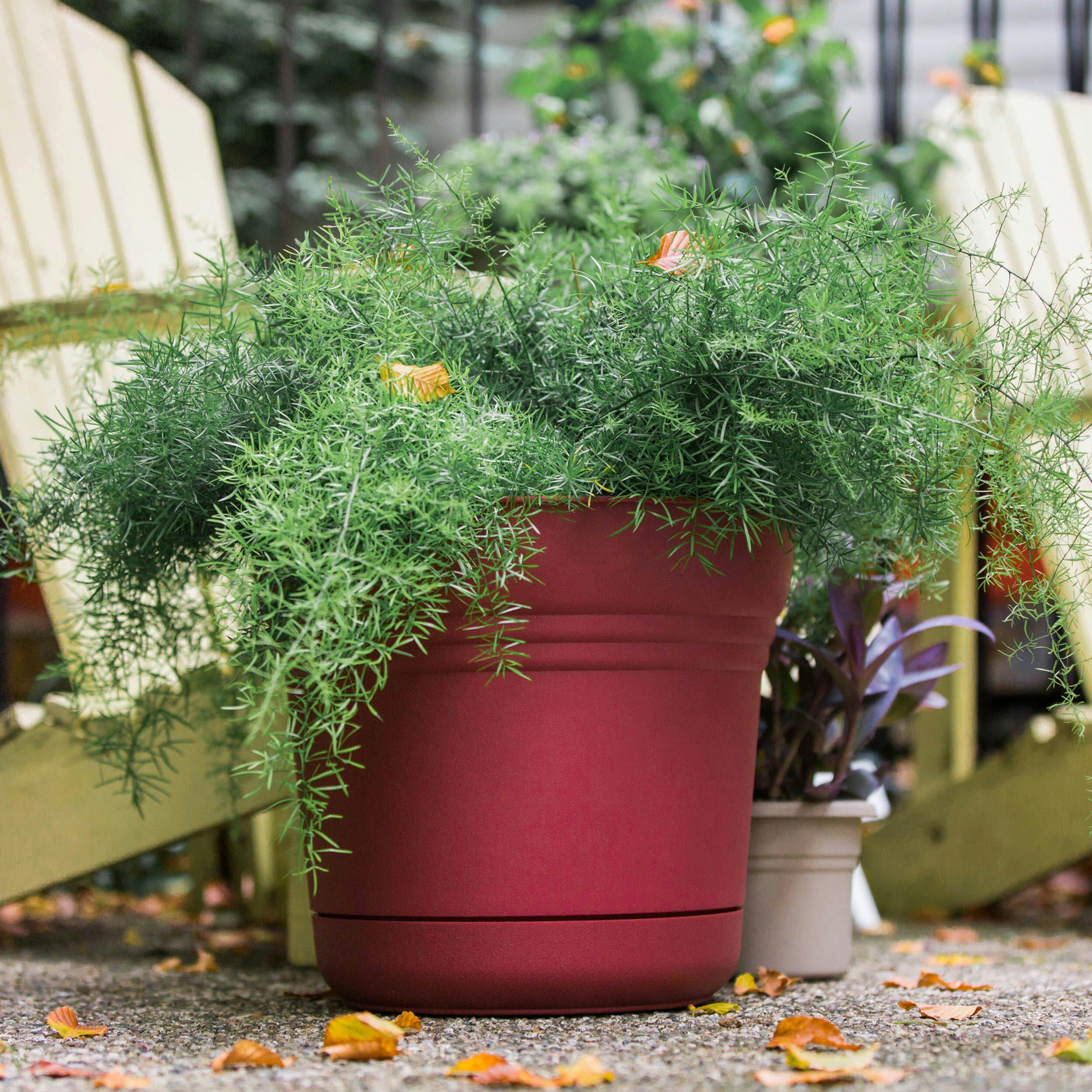 Bloem Saturn Plastic Planter with Saucer Tray, 12-in, Assorted Colours