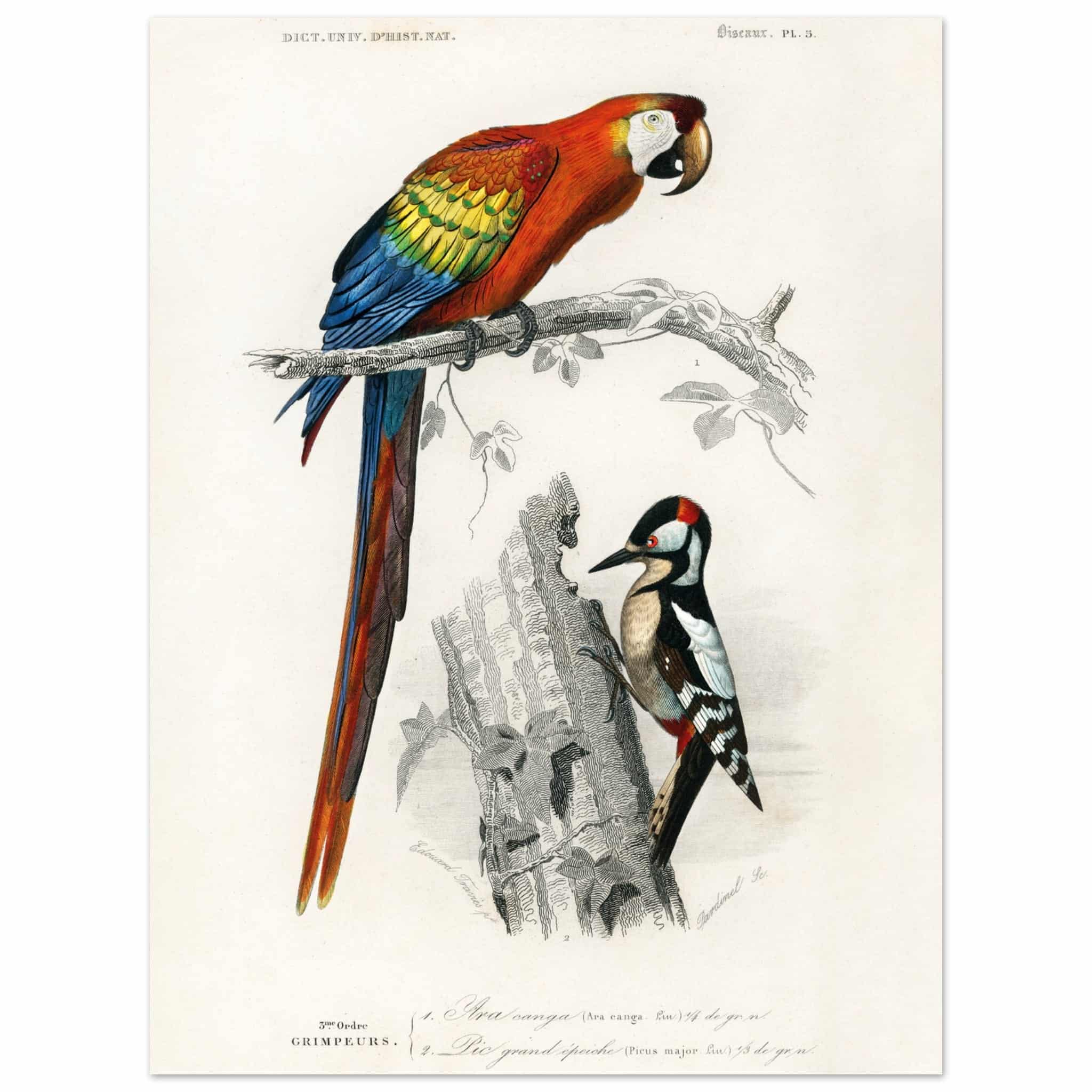 Artfulprints Poster Charles Dessalines d'Orbigny - Different types of birds  - 30x40 cm - Meerkleurig