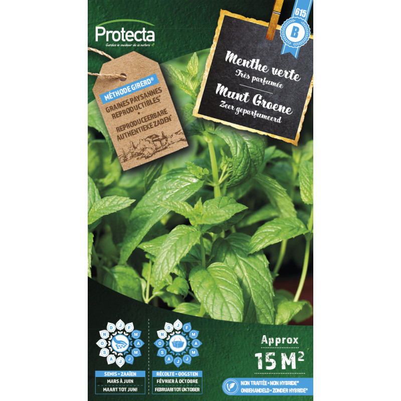 Semences de menthe verte PROTECTA