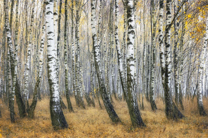 Fototapeta Leśny Pejzaż BRZOZY Jesień 3D 90x60cm